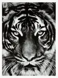 Tiger by Robert Longo, 2011, Archival pigment print, on Epson hot-pressed paper, with full margins,, sold Apr 2014