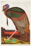 Walton Ford, Benjamin's Emblem, 2000, Etching in colors, on Somerset Satin paper, with full margins,