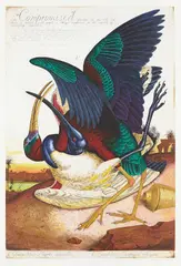 Walton Ford, Compromised, 2003, Etching in colors, on Somerset Satin paper, with full margins,