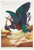 Walton Ford, Compromised, 2003, Etching in colors, on Somerset Satin paper, with full margins,