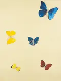 All You Need is Love by Damien Hirst, 2008, Screenprint in colors with diamond dust, on wove paper, the full sheet,, offered Oct 2014