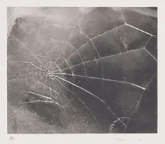 Spiderweb by Vija Celmins, 2009, Screenprint, on wove paper, with full margins,, sold Oct 2014