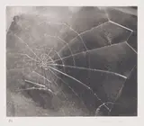 Vija Celmins, Spiderweb, 2009, Screenprint, on wove paper, with full margins,