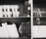 Louise Lawler, This Way I Can't Fight