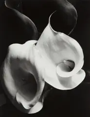 Imogen Cunningham, Two Callas, 1929, Gelatin silver print, printed 1970s