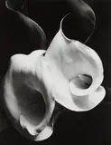 Imogen Cunningham, Two Callas, 1929, Gelatin silver print, printed 1970s