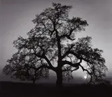 Ansel Adams, Oak Tree, Sunset City, Sierra Foothills, California