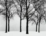 Harry Callahan, Chicago (Trees in Snow)