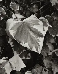 Paul Strand, Yellow Vine and Rock Plants, Orgeval, France, 1960, Gelatin silver print