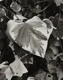 Paul Strand, Yellow Vine and Rock Plants, Orgeval, France
