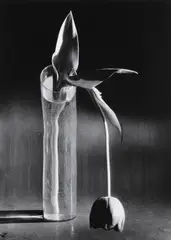Melancholic Tulip by André Kertész, 1939, Gelatin silver print, printed later, sold Apr 2014