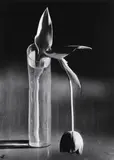 Melancholic Tulip by André Kertész, 1939, Gelatin silver print, printed later, sold Apr 2014