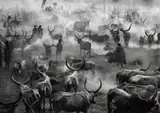 Dinka Group at Pagarau Cattle Camp, Southern Sudan by Sebastião Salgado, 2006, Gelatin silver print, offered Apr 2014