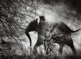 Sebastião Salgado, Kafue National Park, Zambia [elephant]