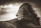 Lion Before Storm, Close Up, Maasai Mara by Nick Brandt, 2006, Archival pigment print, sold Apr 2014