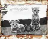Peter Beard, Cheetah Cubs at Mweiga nr. Nyeri, Kenya for The End of the Game, 1968, Gelatin silver print with ink, paint and blood, printed later
