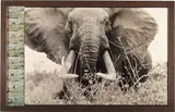 Peter Beard, Tsavo north on the Athi Tiva, circa 150 lbs.- 160 lbs. Side bull elephant, February, 1965, Gelatin silver print with afﬁxed chromogenic prints, printed later