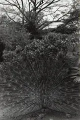 Honolulu by Lee Friedlander, 1977, Gelatin silver print, offered Apr 2014