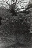 Honolulu by Lee Friedlander, 1977, Gelatin silver print, offered Apr 2014