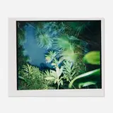 Richard Misrach, Untitled (from the Hawaii portfolio)