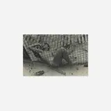 Paul Cadmus, Jack Fontan, Cherry Grove, Fire Island, 1950, gelatin silver print