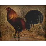 Retrato de Gallo, MÉXICO, SIGLO XX, Óleo sobre tela