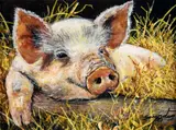 Andy Saunders, Having a snooze, Oil on Board