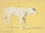 Con Campbell, Little Lamb