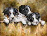 Philip Childs, Innocent Border Collies, Oil on Board