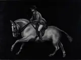 Audrey Smyth, Show Horse, Charcoal and Pastle on Paper