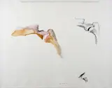 Barrie Cooke, Bone Drawing, Pencil and Watercolour on Paper