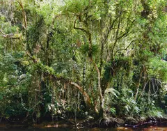 Paradies by Thomas Struth, 2004, sold Dec 2016