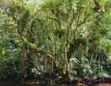 Thomas Struth, Paradies, 2004