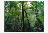 Thomas Struth, Aus: Paradies, 2004, a) Yakushima; b) Yosemite National Park