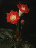 Rudolf Brackenbauer, Still Life of Gloxinia, Oil on canvas