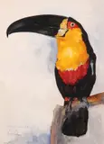 Gustav Jäger, Resting Toucan, Watercolor on paper
