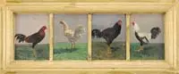 Thomas Allen, Portrait of Four Roosters, Interesting group of four oil on cigar box tops portraits of roosters standing on grassy ground