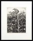 John Steuart Curry, The Cornfield