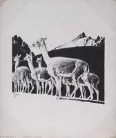Francis Lee Jaques, Two Works: “Vicuna” and Flowering Branch, 1) Ink on scratch boards titled “Vicuna Head Chap. II”