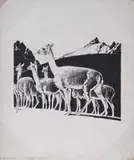 Francis Lee Jaques, Two Works: “Vicuna” and Flowering Branch, 1) Ink on scratch boards titled “Vicuna Head Chap. II”