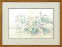 Percy A. Sanborn, White Lilacs, Watercolor still life shows several branches of white lilacs having green leaves
