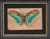 Butterfly by Albert Bierstadt, Watercolor portrait of a butterfly in greens, oranges and black, sold Aug 2008