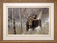 Robert Bateman, The Challenge-Bull Moose, Limited Edition print shows a bull moose head on to the viewer in a thicket with snow covered ground