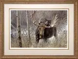 Robert Bateman, The Challenge-Bull Moose