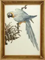 Tropical Maccaw by Axel Amuchástegui, Large watercolor of a blue and gold bird with long tail feathers, perched on a flowering vine, sold Feb 2007