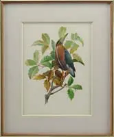 Francis Lee Jaques, Green Heron, Fine watercolor of a green heron perched on a branch with green and brown leaves