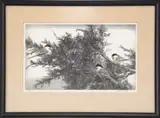 Stow Wengenroth, Chickadees