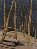 Herbert Christ, Birches in Snow, Oil on artist board scene shows a bright snowy hillside with white birches