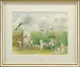 Reynolds Beal, Sugar Cane-Barbados