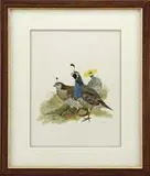 Jo Polseno, California Quail, Wonderful watercolor/gouache wildlife scene of a male & female quail standing next to a cactus with yellow bloom